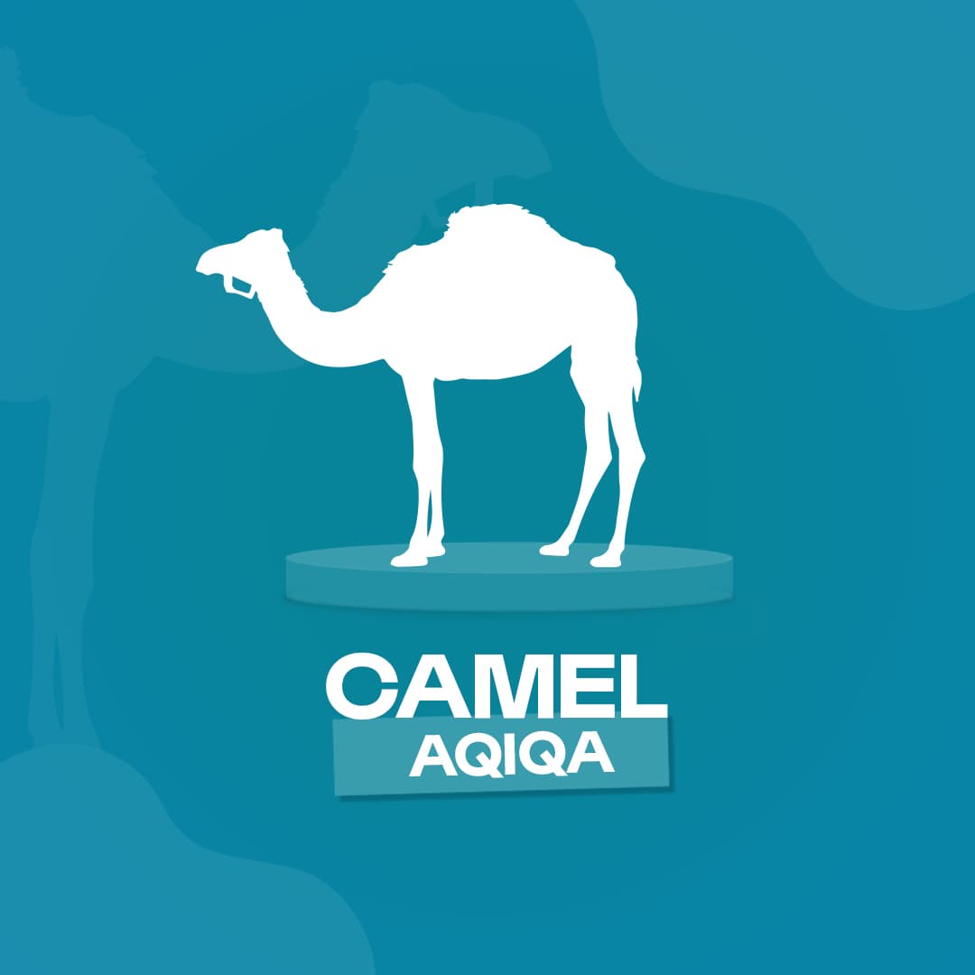 Camel-aqiqah
